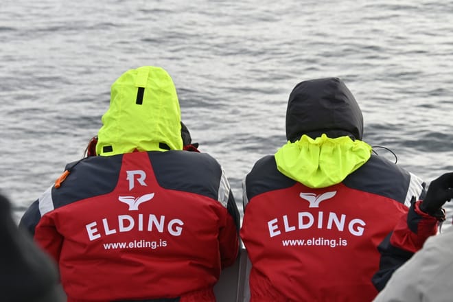 Whale Watching from Reykjavík & Akureyri 7