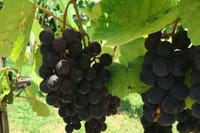 Art Of Wine – Travel Through The So-Called Wine Route Visiting Various Wineries 1