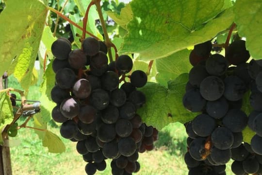 Art Of Wine – Travel Through The So-Called Wine Route Visiting Various Wineries