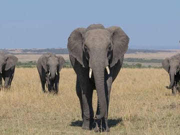 3 Days group to Maasai Mara in a Safari Van no park fees