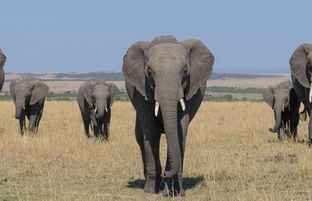 3 Days group to Maasai Mara in a Safari Van no park fees