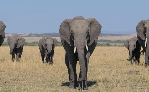 3 Days group to Maasai Mara in a Safari Van no park fees