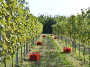Organic Winery Visit near Turin with Wine & Food Tasting 5