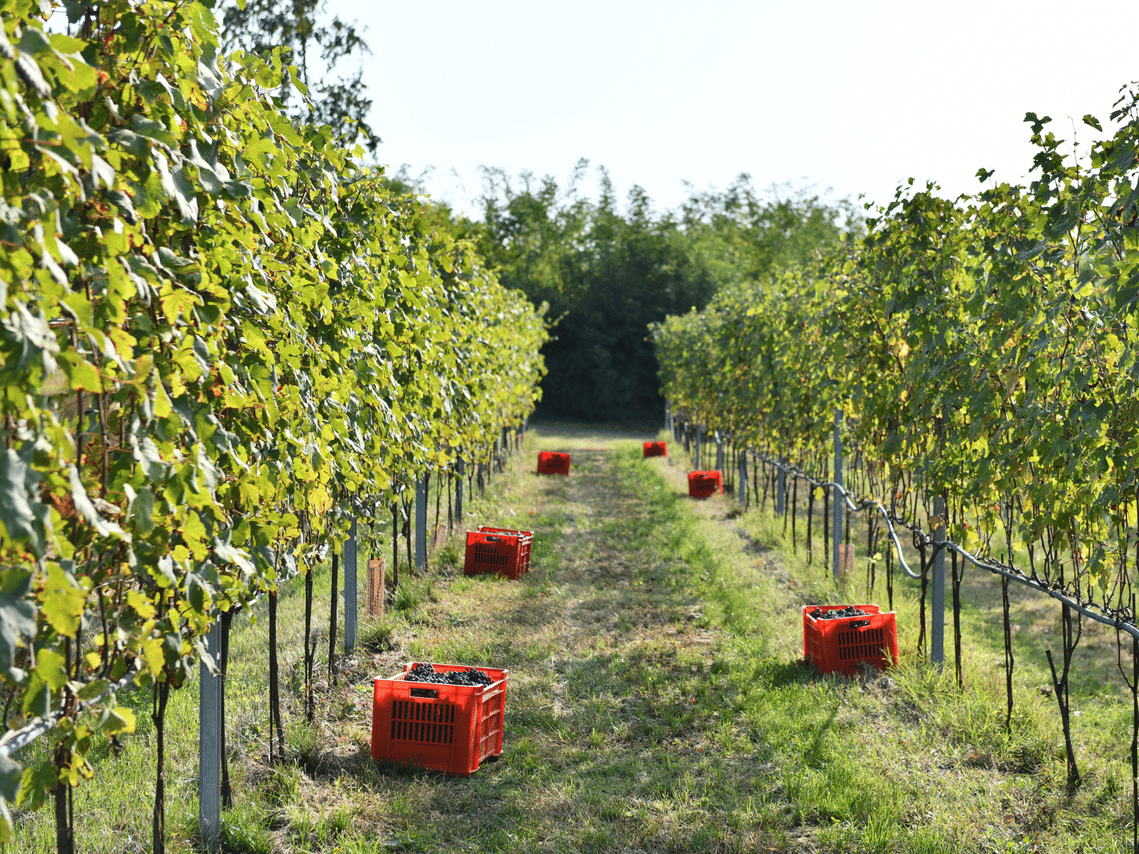 Organic Winery Visit near Turin with Wine & Food Tasting 5