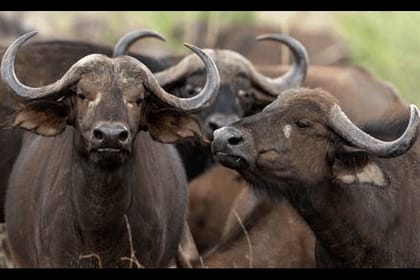 5 Day Amboseli Nakuru Mara Kenya with Lodging Safari Tour