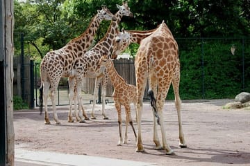 N. N. Park Giraffe Bomas Cultural Dance Show and Carnivore Lunch
