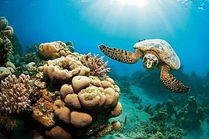 Discover Marsa Mubarak Reef Snorkeling Trip & Lunch – Marsa Alam