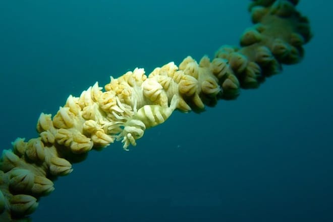 DiveGurus -Scuba Diving in Boracay photo 5