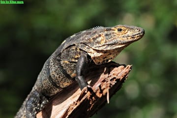 Guided Nature Walk in Manuel Antonio National Park