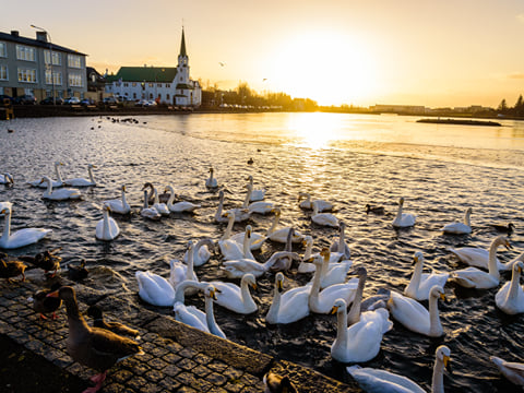 A group of birds in the Reykjavik Pond
