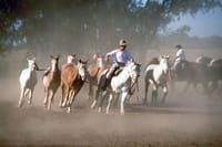 Full day Fiesta Gaucha (from BUENOS AIRES) 1