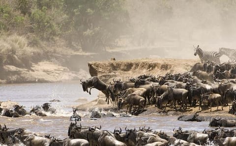3 Days 2 Nights Private Budget safari to Maasai Mara