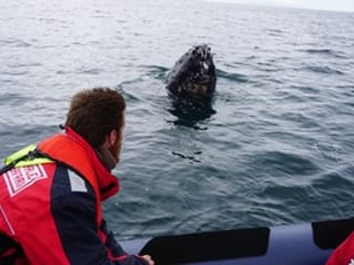 Whales, Puffins & Reykjavík, photo 17