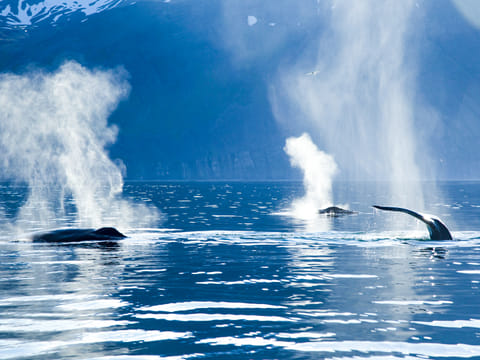 Whales blowing