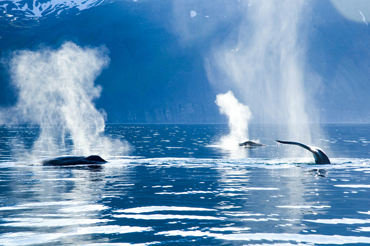 Whales blowing