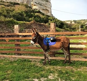 Trekking with donkeys in the Cargeghe area