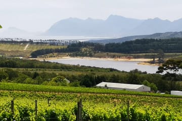 Private Whale Watching, Penguin Viewing, and Wine Tasting Tour from Cape Town