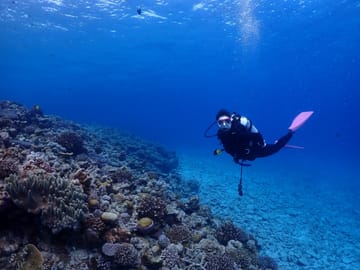 Okinawa Boat Diving Tour at Minna, Sesoko, or Motobu