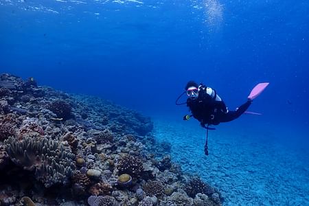 Private VIP Scuba Diving at Minna, Sesoko, and Sakimotobu Islands, Okinawa