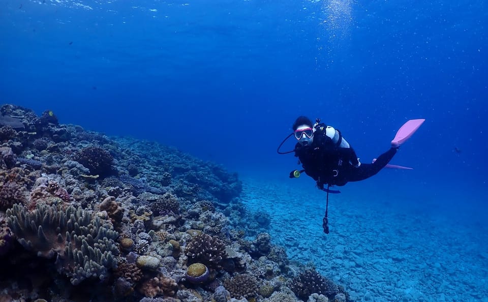 Okinawa Boat Diving Tour at Minna, Sesoko, or Motobu
