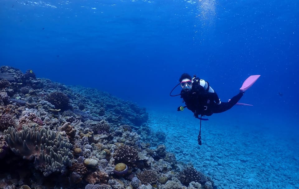 Okinawa Boat Diving Tour at Minna, Sesoko, or Motobu