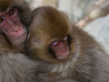 Tokyo to Snow Monkey & Zenkoji Tour