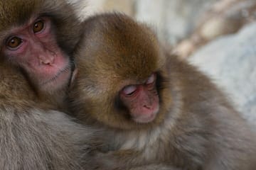 Tokyo to Snow Monkey & Zenkoji Tour