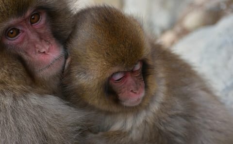 Tokyo to Snow Monkey & Zenkoji Tour