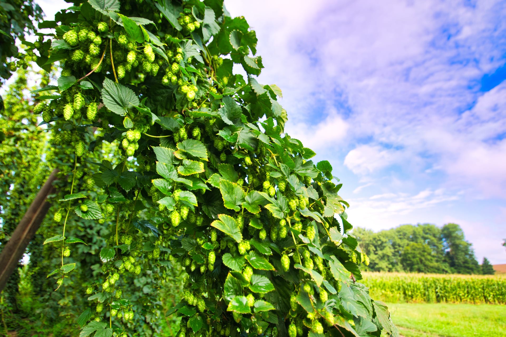 Hallertau hops