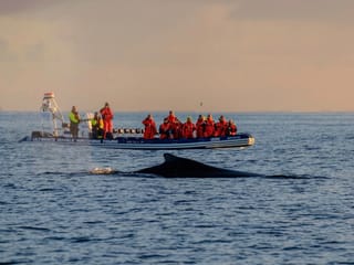 Akureyri Express Whales in the Midnight Sun, photo 15