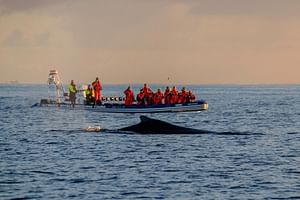 Akureyri Express Whales in the Midnight Sun