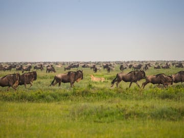 Tanzania Migration Safari