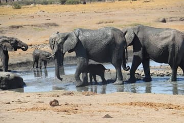 Full Day Safari in Hwange National Park from Victoria Falls