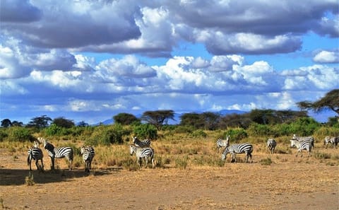 3 Days, 2 Nights Safari – Amboseli National Park and Tsavo West Adventure Safari