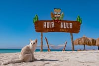 Private Speed Boat to Hula Hula Island Amazing Day - Hurghada