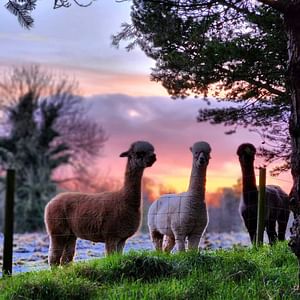 Golden Hour Alpaca Trekking & Luxury Charcuterie Board