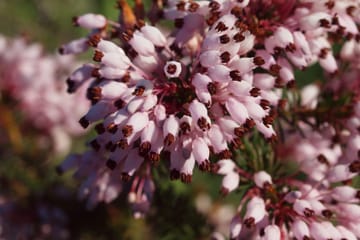 Chadwick Lakes and Victoria Lines Nature Walking Tour in Rabat