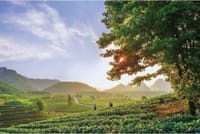 PRI Day Tour to Jiqingli Tea Plantation, Xianqiao Underground River fr Guangzhou 2