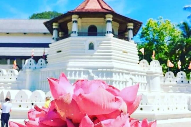 Kandy & Pinnawala Elephant Orphanage Day Trip from Negombo 8