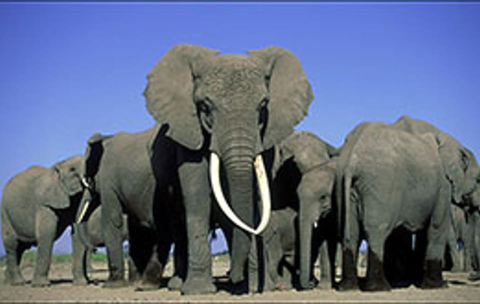 2days Amboseli Overnight Safari