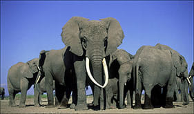 2days Amboseli Overnight Safari