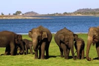Sigiriya & Minneriya Safari Tour from Kandy 9