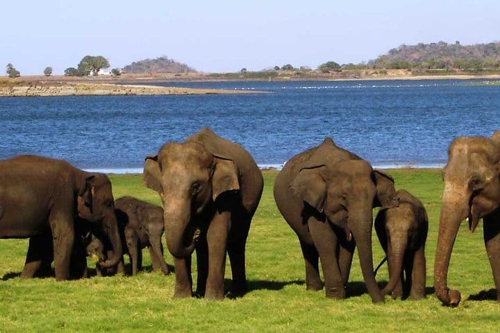 Sigiriya & Minneriya Safari Tour from Kandy 9