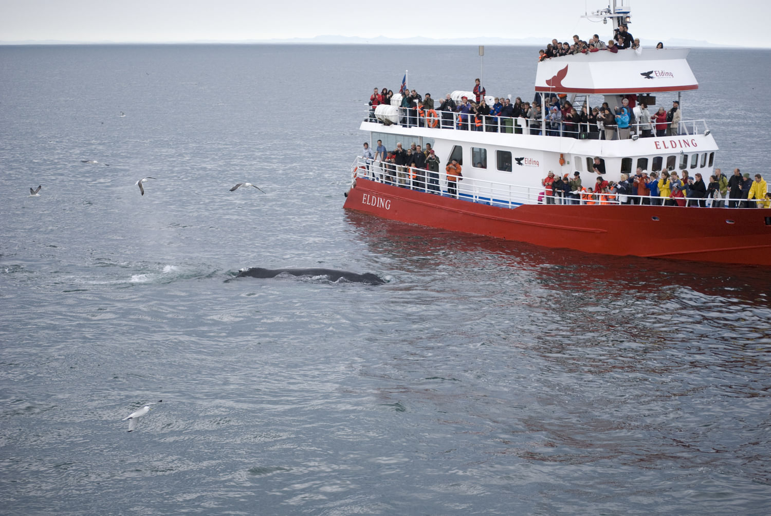 Whale Watching in Iceland Whale Watching Ship, Birds and a Whale