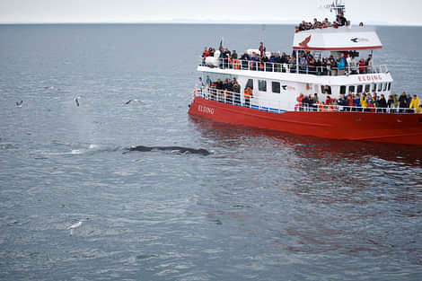 Whale Watching in Iceland Whale Watching Ship, Birds and a Whale
