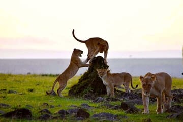 Amboseli National Park Day Tour