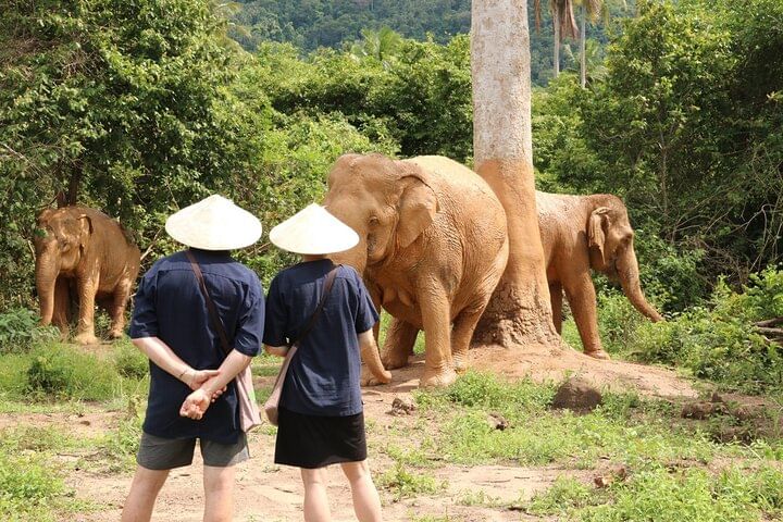 Koh Samui Elephant Home Sanctuary and the first Elephant Museum