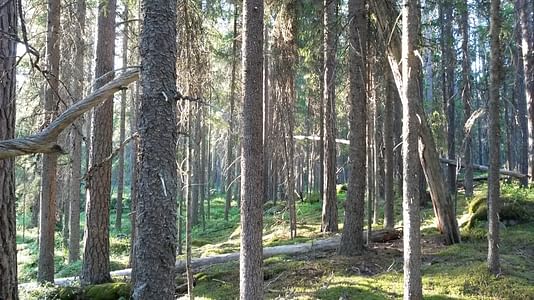 Nature safari Finland Oy Kohtaa villi luonto Pyhä-Häkin kansallispuistossa Jyväskylä