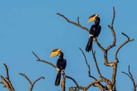 Kumana National Park Full Day Safari from Arugam Bay 7