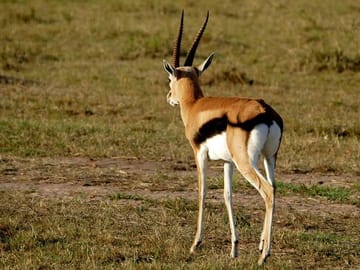 3 days Maasai Mara wildebeest migration safari